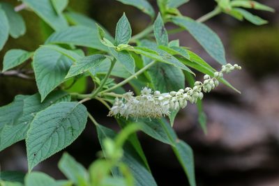 Clethra acuminata, photographed by Tom Field