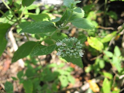Pycnanthemum curvipes, photographed by Mason Brock