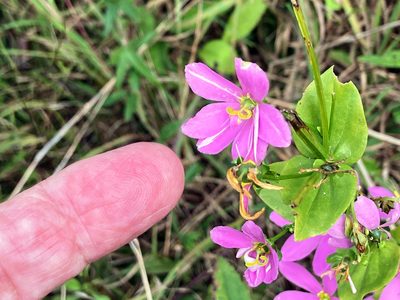 Sabatia angularis, photographed by Allen Browne