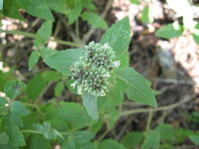 Pycnanthemum curvipes, photographed by Mason Brock
