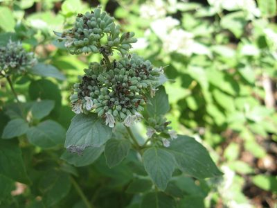 Pycnanthemum curvipes, photographed by Mason Brock