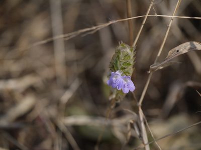 Rungia elegans, photographed by Dinesh Valke