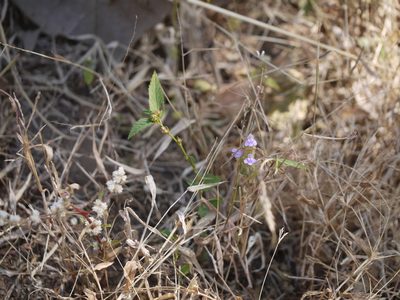 Rungia elegans, photographed by Dinesh Valke