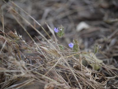 Rungia elegans, photographed by Dinesh Valke