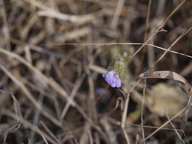 Rungia elegans, photographed by Dinesh Valke