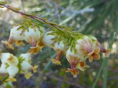 Erica denticulata, photographed by Andrew Hankey