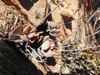 Adromischus liebenbergii, photographed by Andrew Hankey