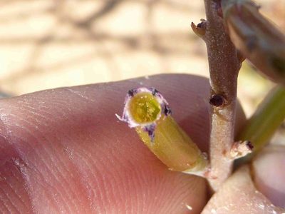 Adromischus liebenbergii, photographed by Andrew Hankey