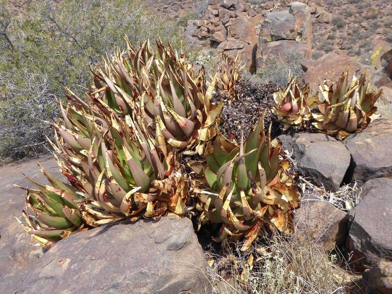 Aloe chlorantha, photographed by Andrew Hankey