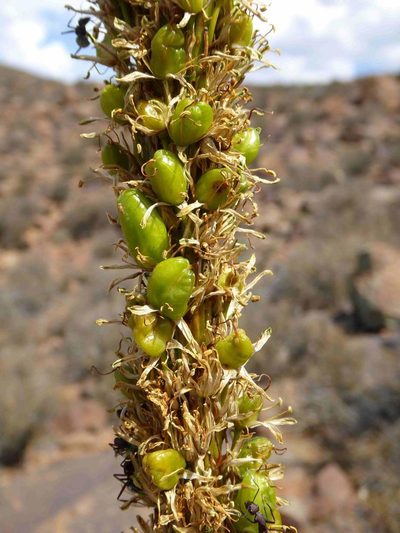 Aloe chlorantha, photographed by Andrew Hankey