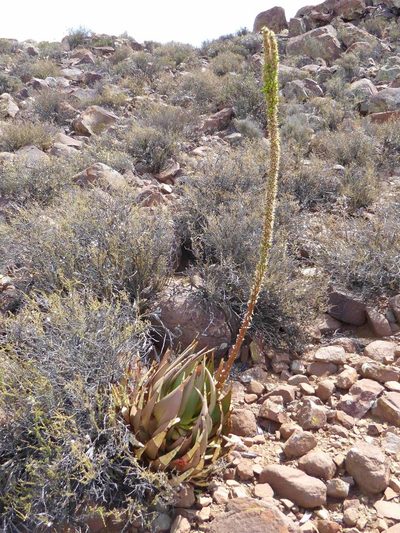 Aloe chlorantha, photographed by Andrew Hankey
