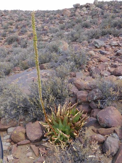 Aloe chlorantha, photographed by Andrew Hankey