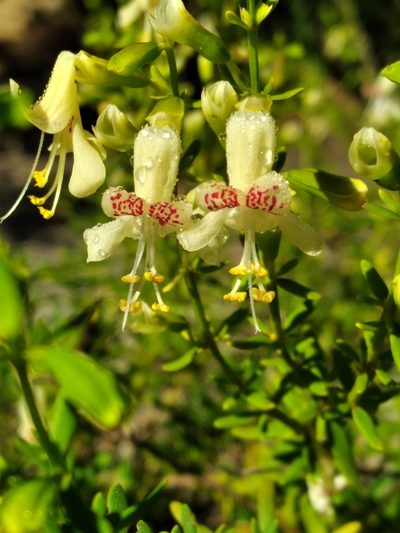 Dicerandra frutescens, photographed by Scott Ward