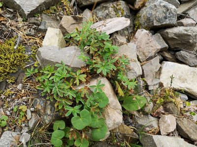 Alchemilla alpina, photographed by Jens-Christian Svenning