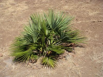 Brahea edulis, photographed by Ignacio March Mifsut