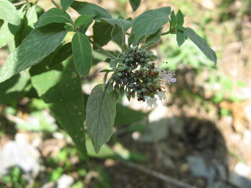 Pycnanthemum curvipes, photographed by Mason Brock