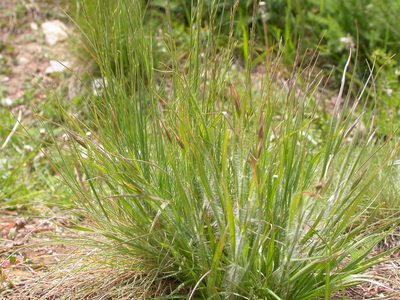 Danthonia unispicata, photographed by Matt Lavin