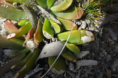 Glottiphyllum depressum, photographed by Di Turner