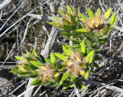 Xiphotheca guthriei, photographed by Di Turner