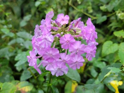 Phlox paniculata, photographed by Elias