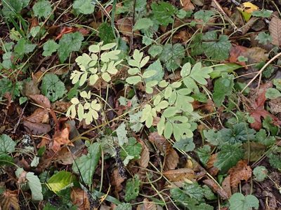 Corydalis scouleri, photographed by giantcicada