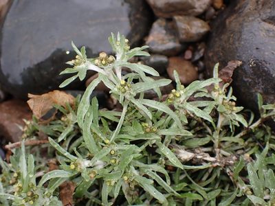 Gnaphalium uliginosum, photographed by giantcicada