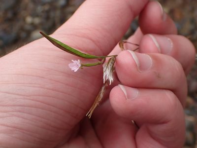 Epilobium brachycarpum, photographed by giantcicada