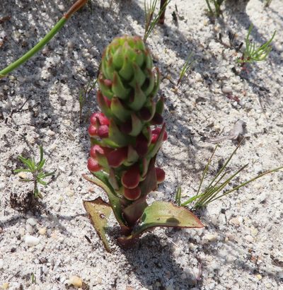 Disa pygmaea, photographed by linkie