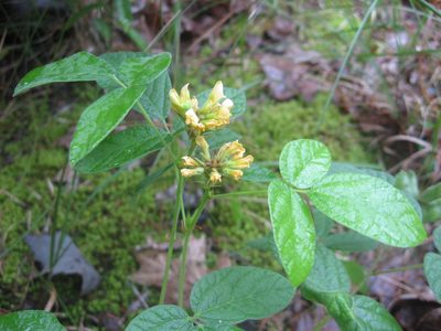 Rhynchosia tomentosa, photographed by Mason Brock