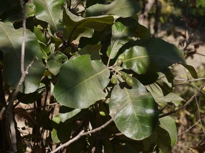 Semecarpus anacardium, photographed by Dinesh Valke