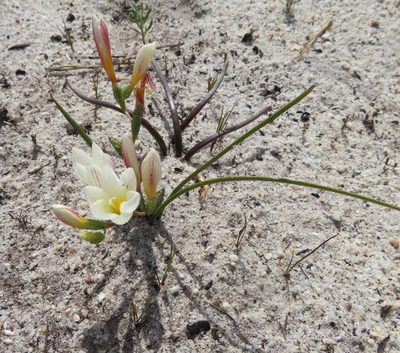 Geissorhiza hispidula, photographed by linkie