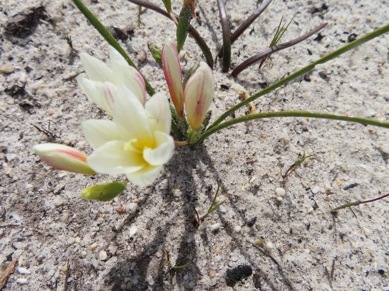 Geissorhiza hispidula, photographed by linkie