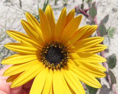 Arctotis angustifolia, photographed by linkie