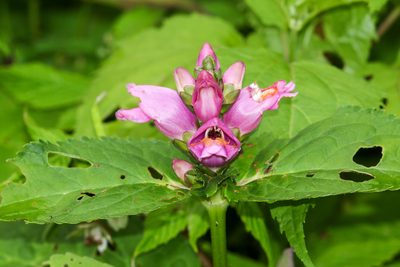 Chelone lyonii, photographed by Tom Field