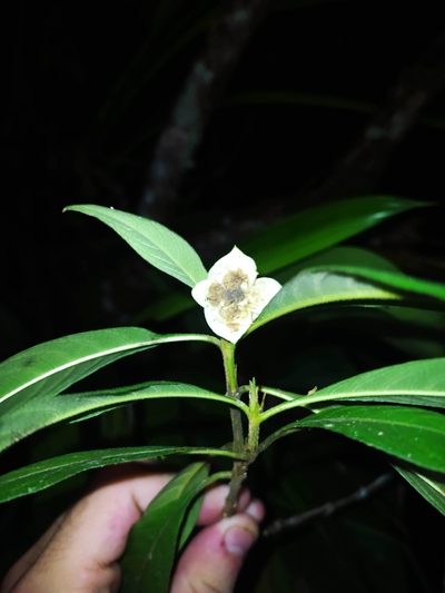 Palicourea bracteocardia, photographed by Guillaume Delaitre