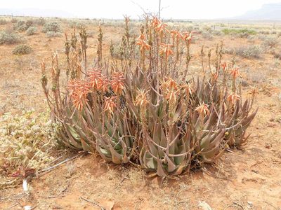 Aloe falcata, photographed by Andrew Hankey