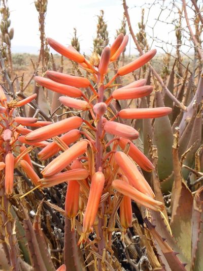 Aloe falcata, photographed by Andrew Hankey
