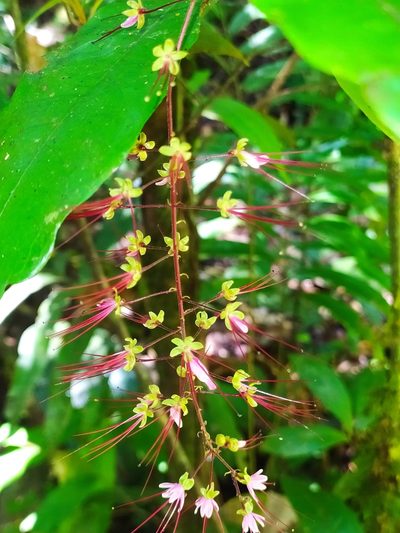 Hirtella racemosa, photographed by Guillaume Delaitre