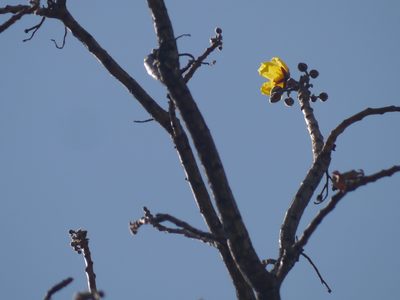 Cochlospermum religiosum, photographed by Dinesh Valke