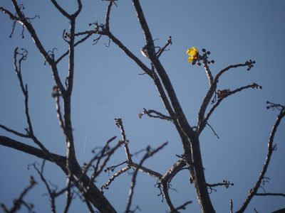 Cochlospermum religiosum, photographed by Dinesh Valke