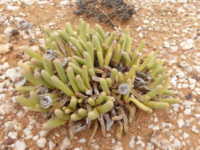 Argyroderma fissum, photographed by Andrew Hankey