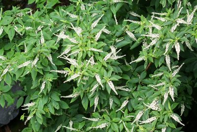 Clethra acuminata, photographed by Tom Field