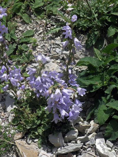 Campanula sarmatica, photographed by Oleg Kosterin