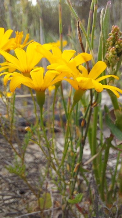 Steirodiscus speciosus, photographed by Jacques van der Merwe