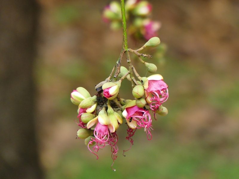 Eperua falcata, photographed by Guillaume Delaitre