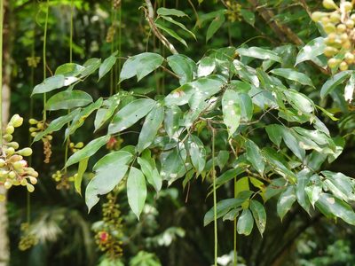 Eperua falcata, photographed by Guillaume Delaitre