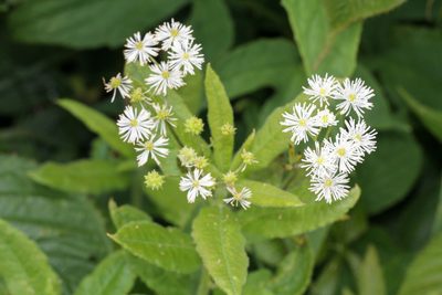 Trautvetteria caroliniensis, photographed by Tom Field