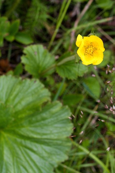 Geum radiatum, photographed by Tom Field