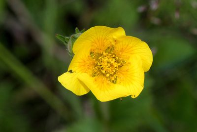Geum radiatum, photographed by Tom Field