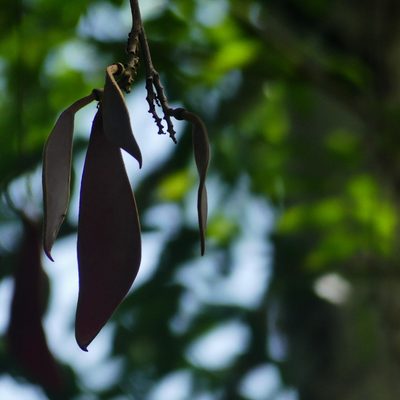 Eperua falcata, photographed by Guillaume Delaitre